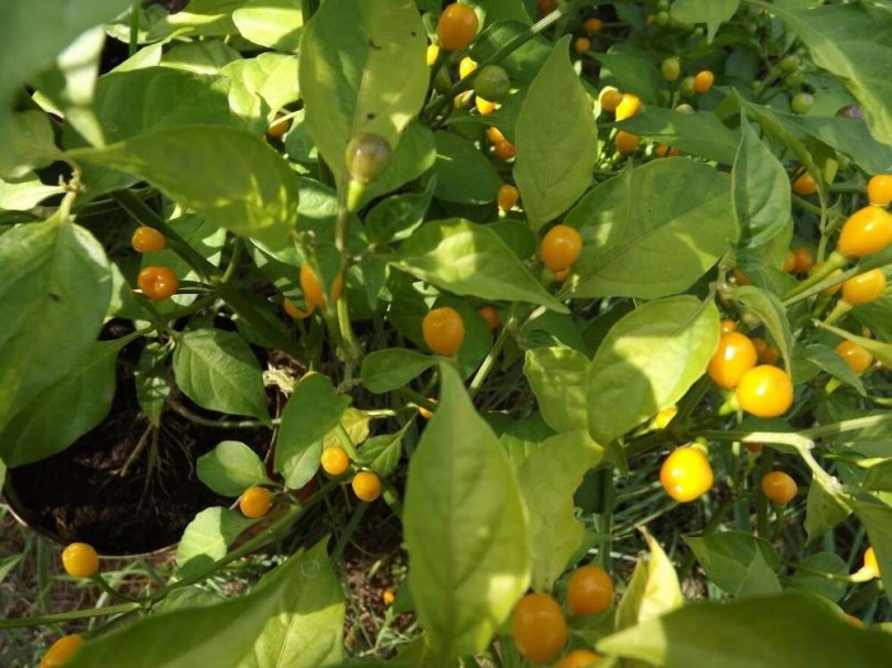 Yellow fire chili - Csípős paprika ritkaságok az Egzotikus Növények Stúdiója kínálatában